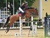 jumper Fly 138 (German Sport Horse, 2014, from Cheetano)