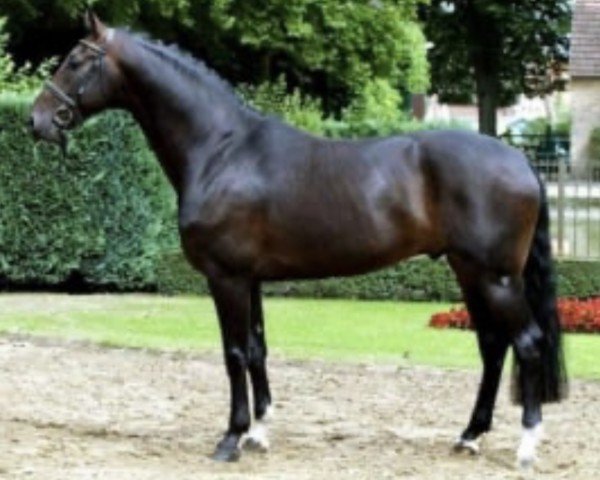 stallion Don Bedo II (Westphalian, 2001, from Donnerhall)