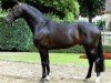 stallion Don Bedo II (Westphalian, 2001, from Donnerhall)