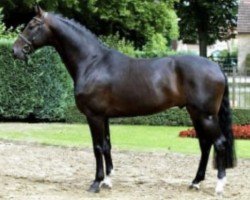 stallion Don Bedo II (Westphalian, 2001, from Donnerhall)