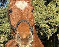 broodmare Valea Gold (German Sport Horse, 2016, from Dree Boeken's Vulkano Gold)