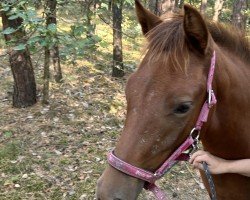 foal Zazou (German Riding Pony, 2024, from Radar Lock xx)