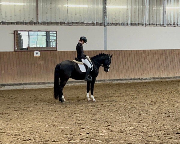 dressage horse Vasco 113 (German Riding Pony, 2012, from Vincent)
