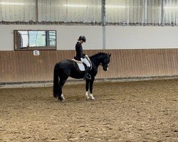 dressage horse Vasco 113 (German Riding Pony, 2012, from Vincent)