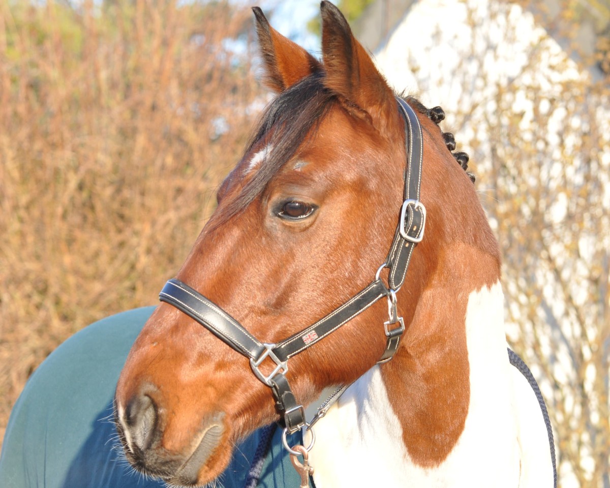 dressage horse Brave Heart 17 (Traber, 2017)