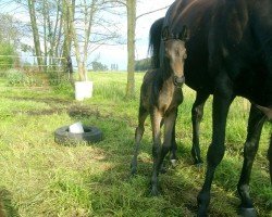 horse Linnea xx (Thoroughbred, 2012, from Cal Nahar xx)