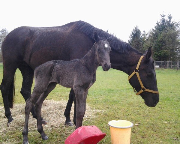 broodmare Sweet Love (German Sport Horse, 2009, from Swarovski)