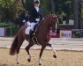 dressage horse Freak 21 (Hanoverian, 2016, from Follow Me OLD)