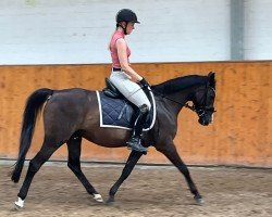 broodmare Famosa (German Riding Pony, 2001, from Kaiser Konrad)