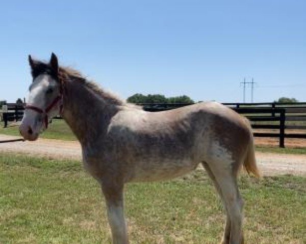 horse Believers Elle King of Classic City (Clydesdale, 2023, from Freedom Majestic Believer)