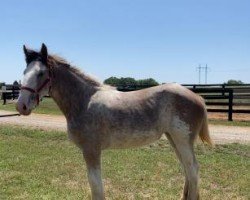 Pferd Believers Elle King of Classic City (Clydesdale, 2023, von Freedom Majestic Believer)