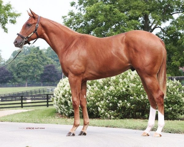 horse Hengst von Curlin xx (Thoroughbred, 2020, from Curlin xx)