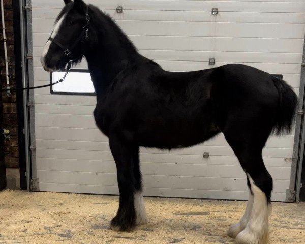 horse Black Rose Louise (Clydesdale, 2022, from Evergreen Acres Marty)