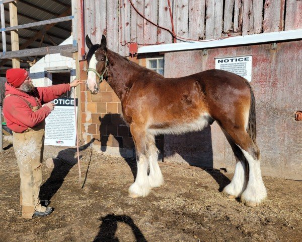 horse Brigadoon CC Prince Philip (Clydesdale, 2021, from Cook's Captain)