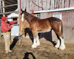 Pferd Brigadoon CC Prince Philip (Clydesdale, 2021, von Cook's Captain)