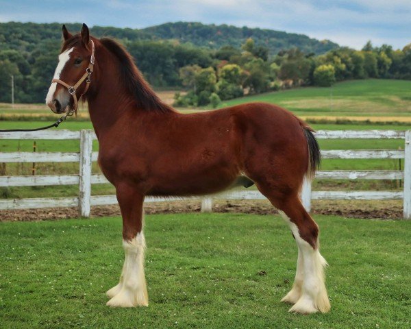 horse Brookside Chester (Clydesdale, 2023, from Tablerock's Cracker Jack)