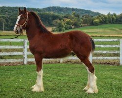 Pferd Brookside Chester (Clydesdale, 2023, von Tablerock's Cracker Jack)