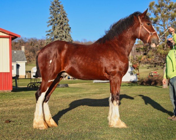 Pferd Brookside Mack (Clydesdale, 2022, von Tablerock's Cracker Jack)