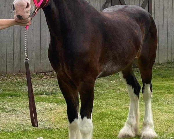 broodmare Debren's Royal Charm (Clydesdale, 2019, from Sprucelane King's Gold)