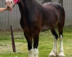 broodmare Debren's Royal Charm (Clydesdale, 2019, from Sprucelane King's Gold)