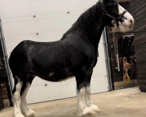 broodmare Heart Mt. Dancing Matilda (Clydesdale, 2016, from Amethyst Royal Dancer)