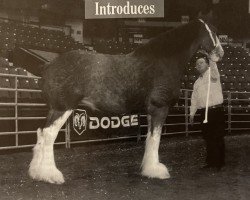 Zuchtstute Creamer's Helen (Clydesdale, 1997, von Green Leaf Limited Edition)