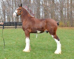 Pferd Irish Thunder's Celtic Presley (Clydesdale, 2022, von Irish Thunder's Celtic Finnegan)