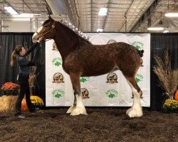 Zuchtstute Lakebottom Skylar (Clydesdale, 2013, von Paula's Sensational Chance)