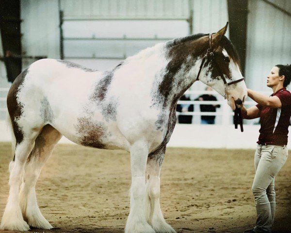Pferd Olde Tyme I.M. Nina (Clydesdale, 2019, von C3 Lucky's Ivan the Great)