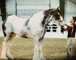 horse Olde Tyme I.M. Nina (Clydesdale, 2019, from C3 Lucky's Ivan the Great)