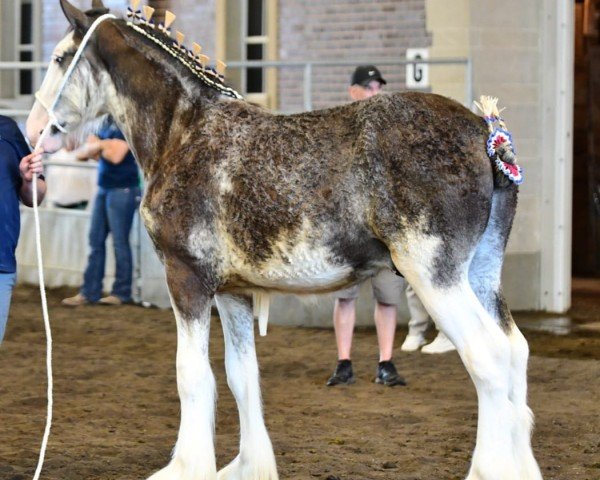 Pferd Prairieview Lieutenant (Clydesdale, 2022, von Willow Way Marshall)