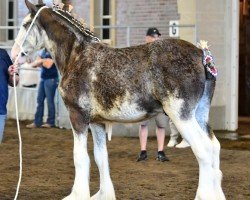 horse Prairieview Lieutenant (Clydesdale, 2022, from Willow Way Marshall)