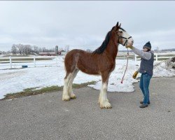 Pferd Westedge Hayden (Clydesdale, 2023, von Westedge Bautista)