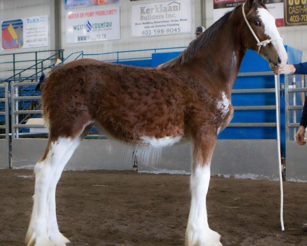 Pferd Willow Way Xolani (Clydesdale, 2023, von Thorpe Hill Bomber)