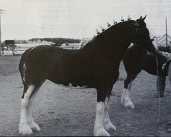 broodmare Moore Farms Fine And Dandy (Clydesdale, 1998, from Green Leaf Rainman)