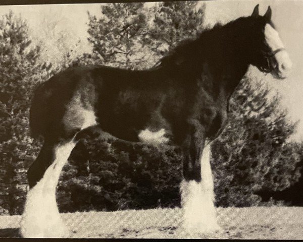 stallion Solomon's Beaureguard (Clydesdale, 1997, from Westerdale Valentine)