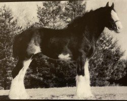 Deckhengst Solomon's Beaureguard (Clydesdale, 1997, von Westerdale Valentine)