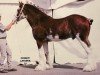 stallion Joseph Lake's Perfect Motion (Clydesdale, 2000, from Millisle Charlie Brown)