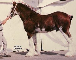 stallion Joseph Lake's Perfect Motion (Clydesdale, 2000, from Millisle Charlie Brown)