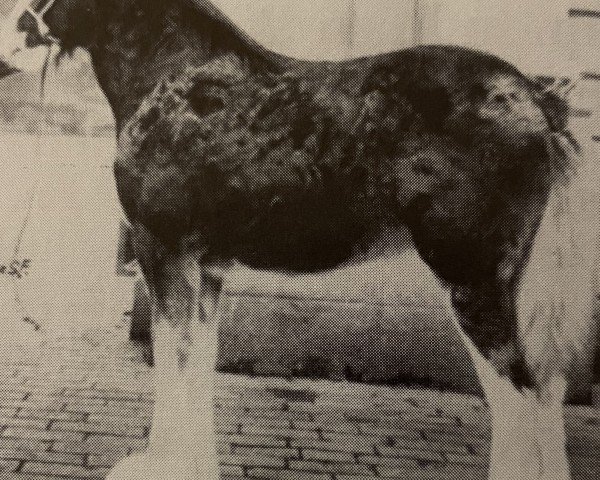 Zuchtstute Blackhall Apple Blossom (Clydesdale, 1956, von Muirton Sensation 24672)