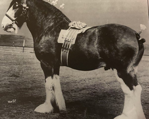 stallion Johnston Leader (Clydesdale, 1964, from Johnston Sensation)