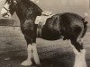 Deckhengst Johnston Leader (Clydesdale, 1964, von Johnston Sensation)