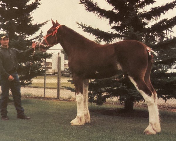 broodmare Langbank Norma Jean (Clydesdale, 1999, from Belleau Annett's Adam)