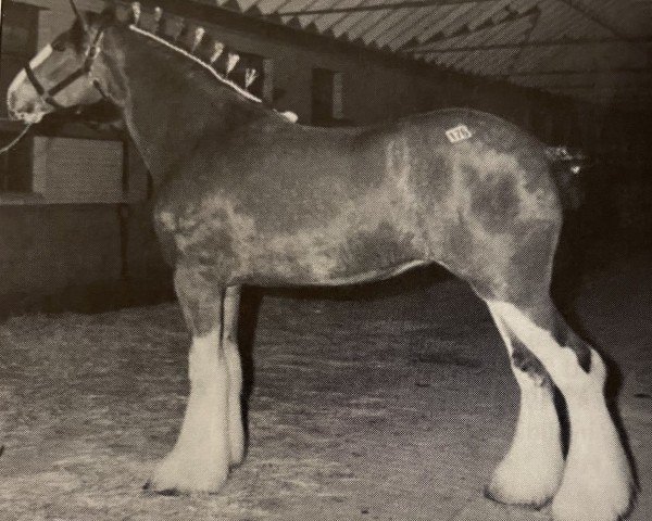 Zuchtstute Maple Stone Laura Dawn (Clydesdale, 1999, von Ayton Final Achievement)