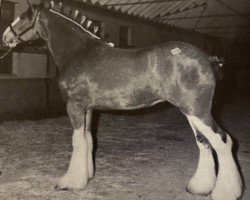 broodmare Maple Stone Laura Dawn (Clydesdale, 1999, from Ayton Final Achievement)