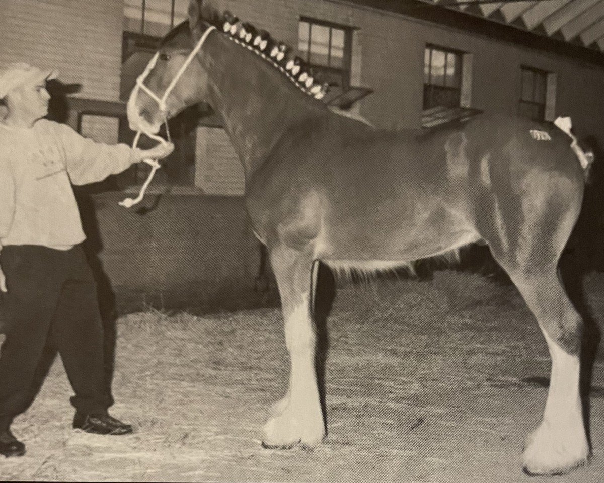stallion Cedarlane Rex (Clydesdale, 2001, from S B H Phoenix)