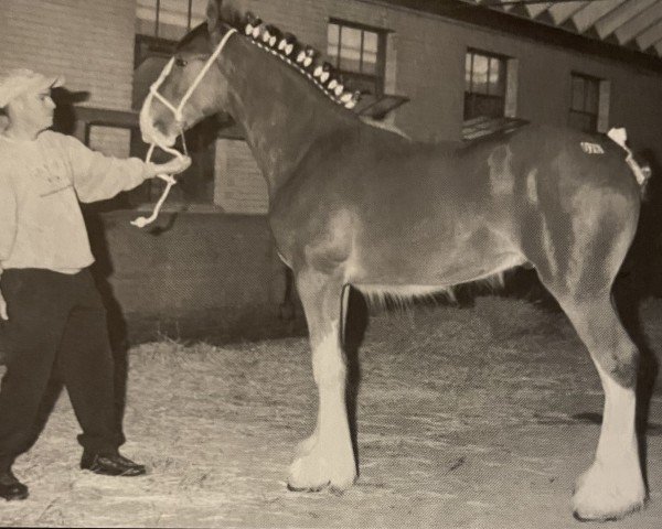 Deckhengst Cedarlane Rex (Clydesdale, 2001, von S B H Phoenix)