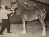 Deckhengst Cedarlane Rex (Clydesdale, 2001, von S B H Phoenix)