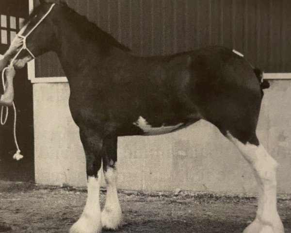 Zuchtstute Braehead Amber (Clydesdale, 2000, von Greendykes Apollo)