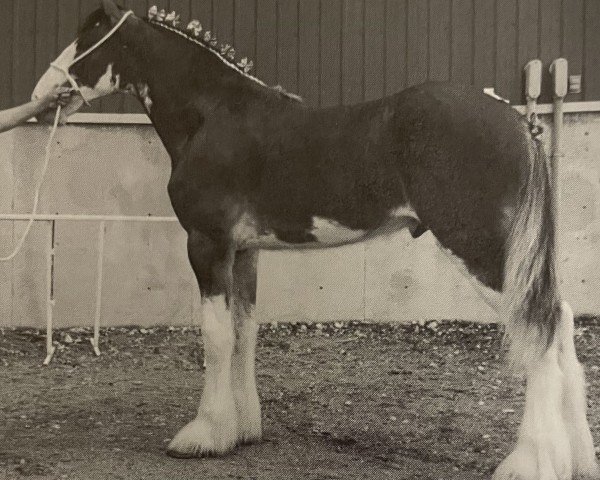 Deckhengst City Simply the Best (Clydesdale, 2001, von Collessie Cut Above)